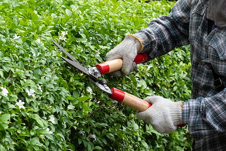 When Should Shrubs Be Trimmed in Anchorage?
